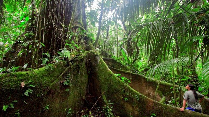 Fichier:Fôret amazonienne.jpg