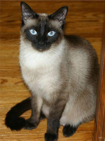 Fichier:Siamese Cat.jpeg