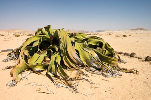 Plante-du-désert welwitschia.jpg