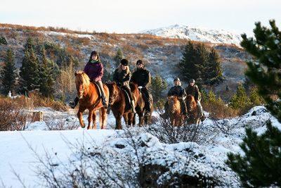 Cheval islandais rando hiver.jpg