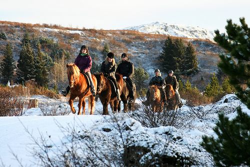 Cheval islandais rando hiver.jpg