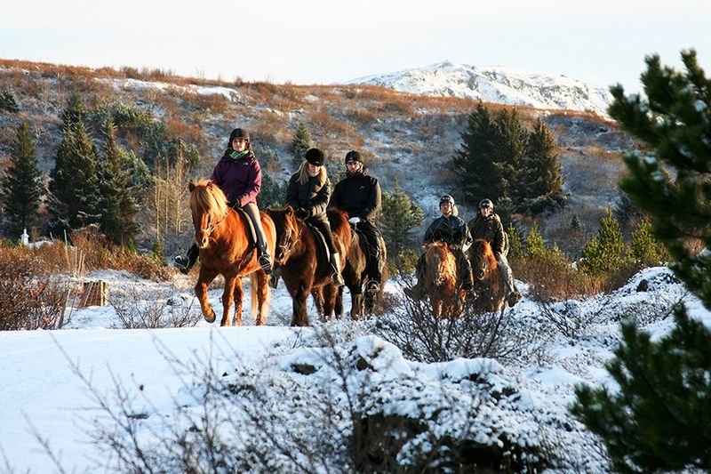 Fichier:Cheval islandais rando hiver.jpg
