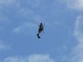 Fichier:Tigre p1230215.ogg