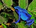 Grenouille.jpg