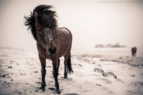 Cheval islandais plaine enneigée.jpg