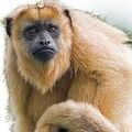 161231-singe-hurleur.jpg