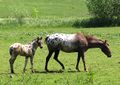 Jument et poulain appaloosa.jpg