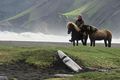 Cheval islandais islande paysage.jpg