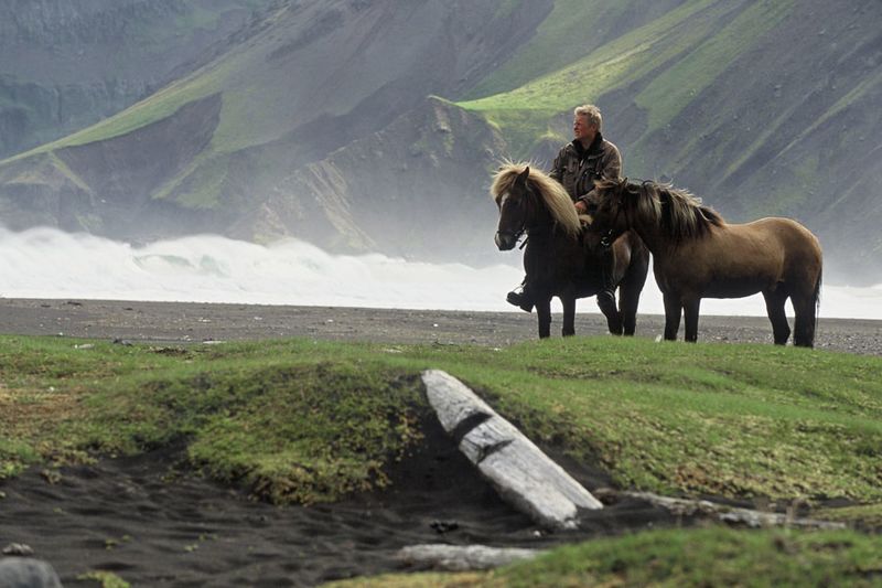 Fichier:Cheval islandais islande paysage.jpg