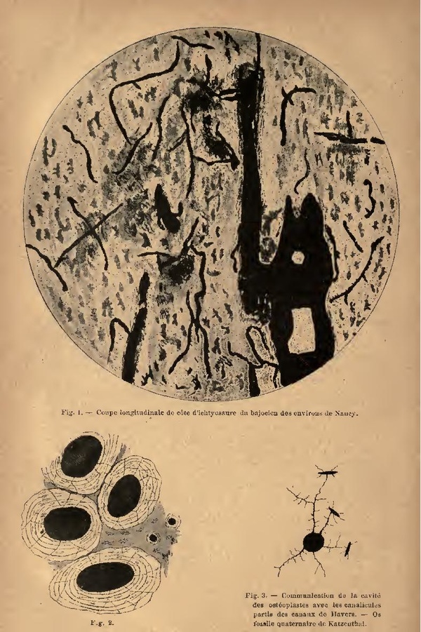 Biographie anatomique (1893) T1 I. A.pdf