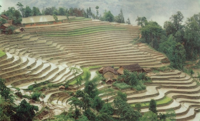 Aménagement de versants en terrasses, Vietnam
