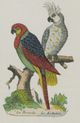 Perruche et Kakatoès Pellerin.jpg