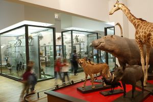 Museum-Aquarium de Nancy - galerie de zoologie - podium afrique.jpg