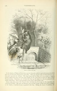 Illustrated natural history (1859) Goodrich V1 p 190.jpg