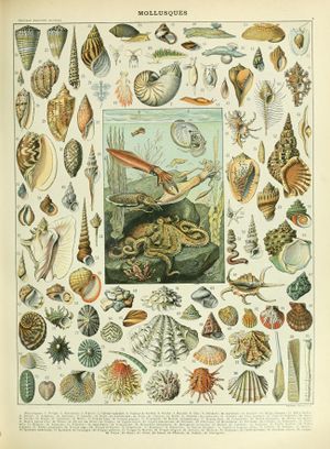 Nouveau Larousse illustré 1897 planche mollusques.jpg