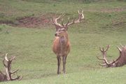 Silz cerf16.jpg