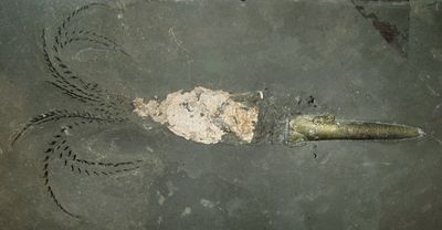 Fossil-Belemnoidea-complete.jpg