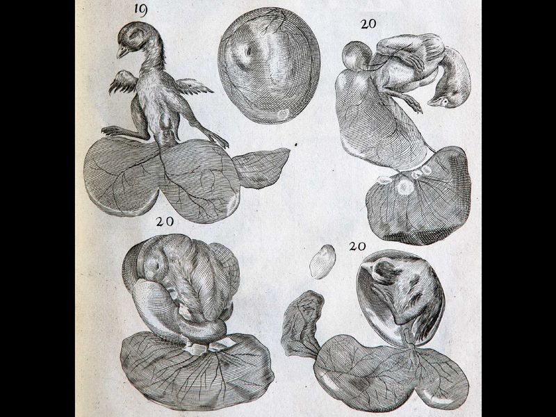 Fichier:Diaporama visite exposition Renaissance (139).jpg
