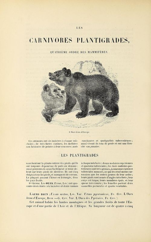 Jardin des plantes (1845) Boitard, page 258.jpg
