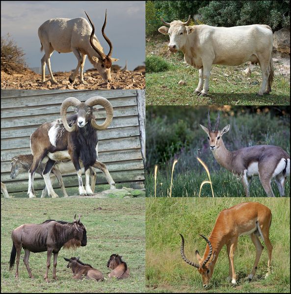Fichier:Bovidae-0001.jpg