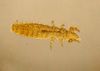 Protura specimen (Acerentomon species) micrograph.jpg
