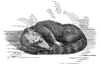 PSM V02 D150 Coati mondi asleep.jpg