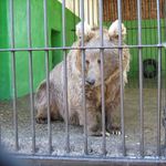 Ursus arctos isabellinus (in Perm Zoo).jpg