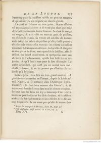 Buffon Hist Nat E.O. Tome 7 f173.jpg