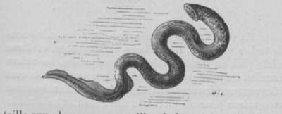 Buffon illustré jeunesse 1893 lamproie.png
