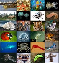 Animal diversity.jpg