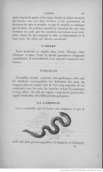 Buffon illustré de la jeunesse - 1893 Gallica page f249.jpg