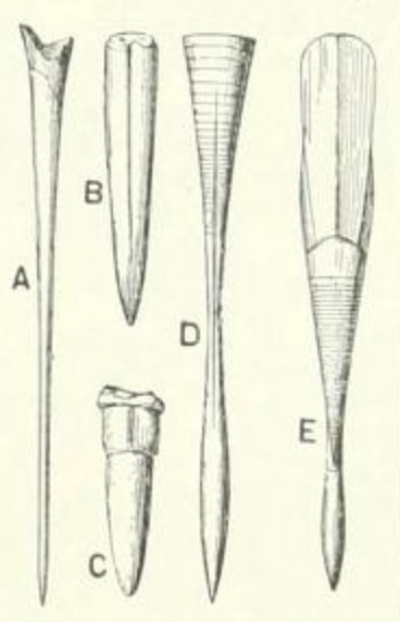 File:Bélemnite (Larousse illustré 1897).jpg