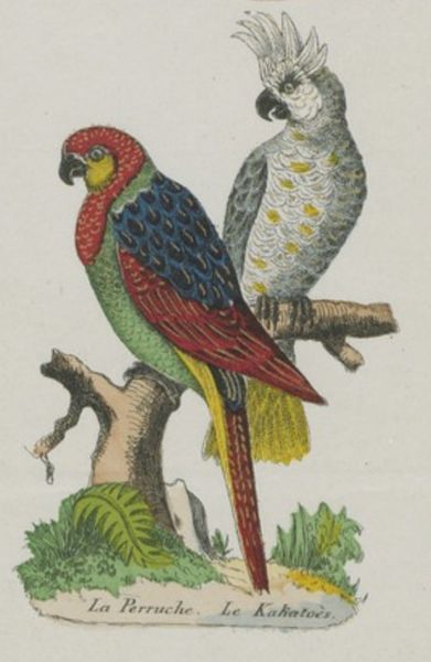 File:Perruche et Kakatoès Pellerin.jpg