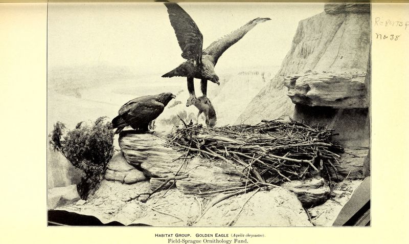 File:Annual report of the Director to the Board of Trustees for the year .. (1910) (18432236405).jpg
