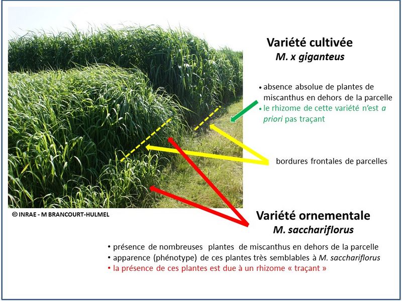 File:MotsAgro Miscanthus 6.jpg