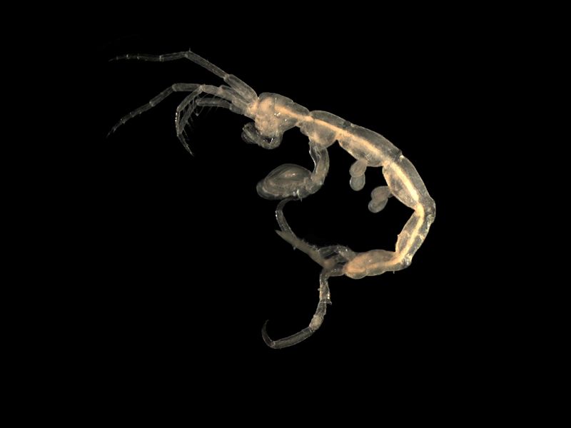 File:Pariambus typicus.jpg