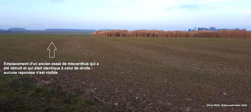 File:MotsAgro Miscanthus 5.jpg