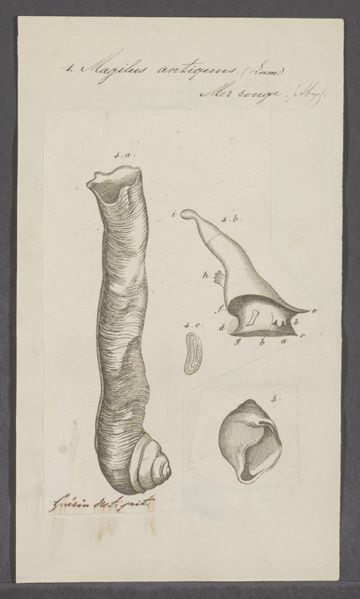 File:Magilus antiquus - - Print - Iconographia Zoologica - Special Collections University of Amsterdam - UBAINV0274 082 02 0002.jpg