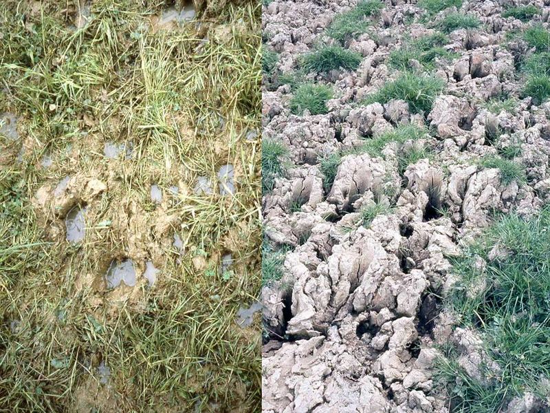 File:MotsAgro Excès d'eau conséquences 6.jpg