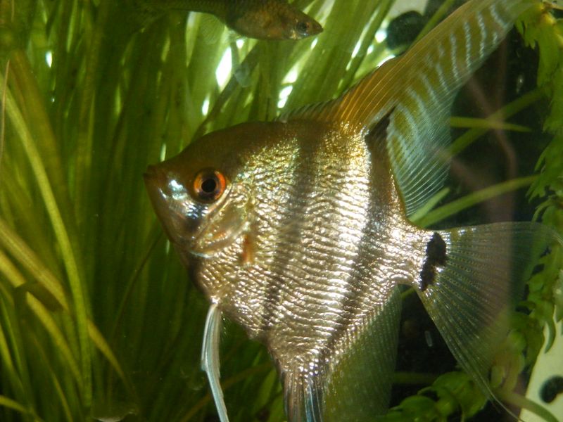 File:Pterophyllum scalare4.jpeg