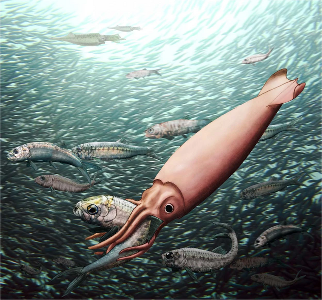 File:Clarkeiteuthis and Leptolepis reconstruction.png