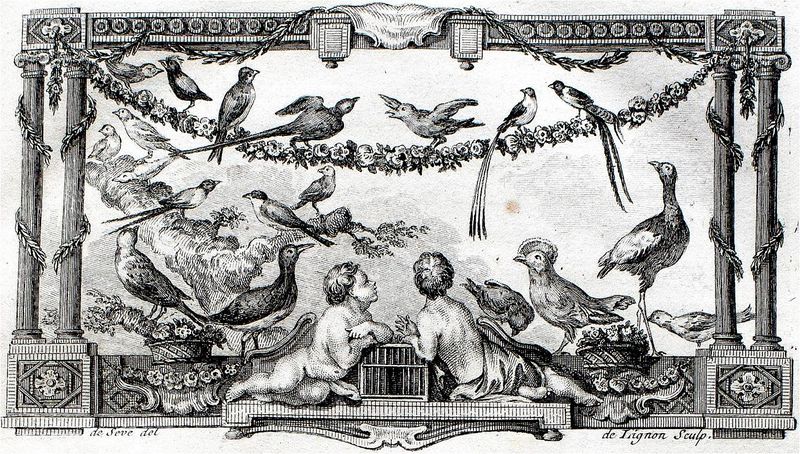 File:Exposition Stanislas BU 2016-BuffonOiseaux.jpg