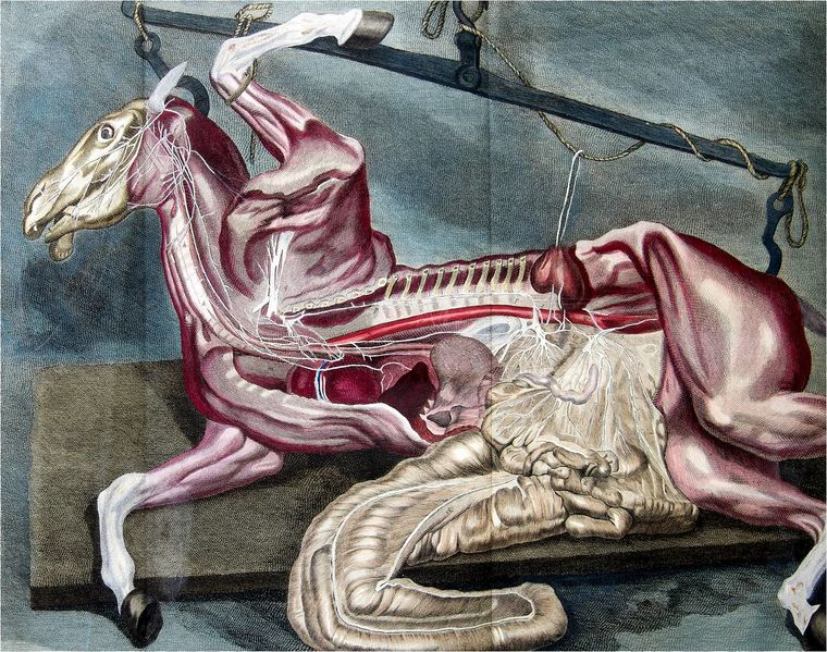File:Exposition Stanislas BU 2016-Lafosse.jpg