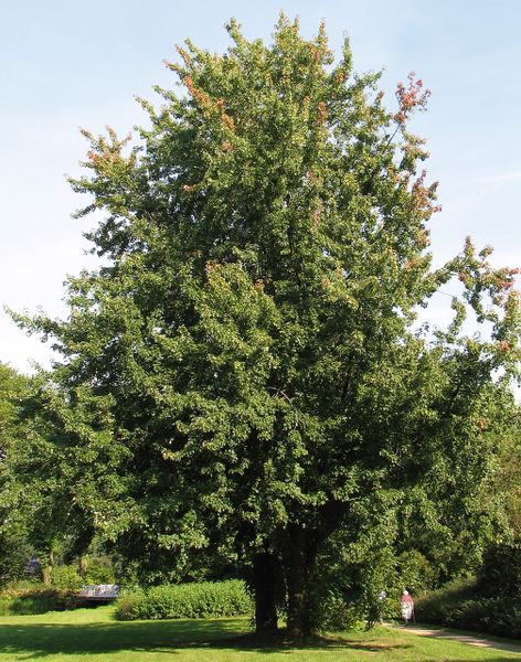 File:Silber-Ahorn (Acer saccharinum).jpg