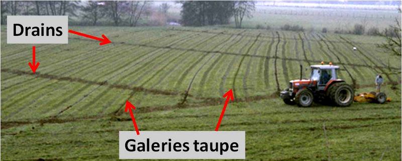 File:MotsAgro Taupage 1.jpg
