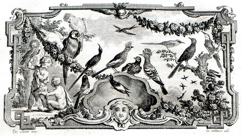 File:Exposition Stanislas BU 2016-BuffonOiseau-mouche.jpg