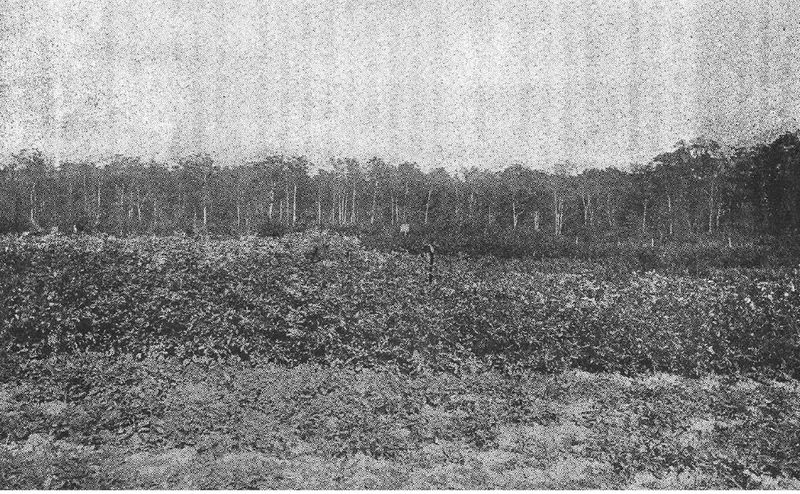 File:Oidium du chêne étang de Brin.jpg
