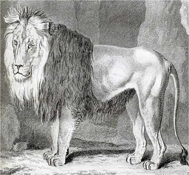 File:Exposition Stanislas BU 2016-BuffonLion.jpg