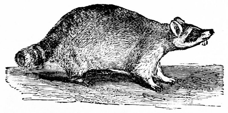 File:PSM V02 D151 Racoon.jpg