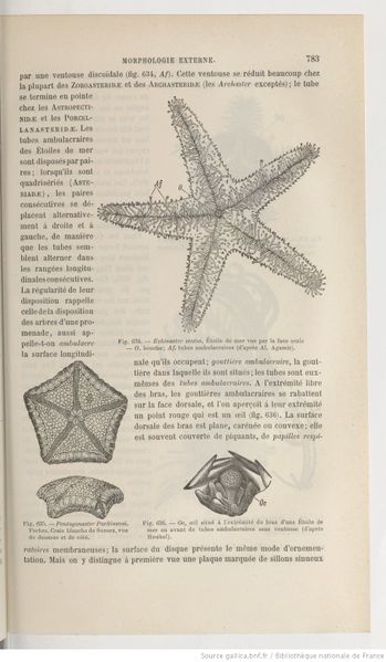File:Traité de zoologie Perrier Edmond bpt6k9610172c 795.jpeg